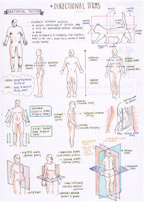 Anatomy Directions Of Body
