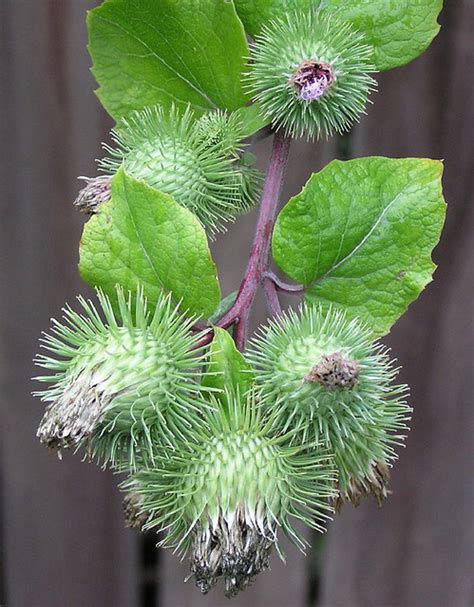 Greater Burdock The Lesser Burdock Is The Main Burdock Her Flickr