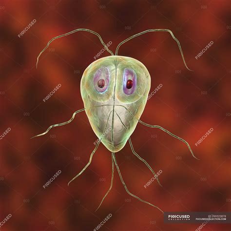 Giardia Lamblia Protozoan Parasite Digital Illustration Macro