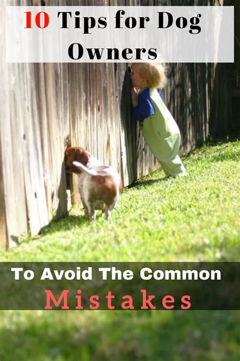 10 Tips For Dog Owners To Avoid The Common Mistakes Dog Owners Tips