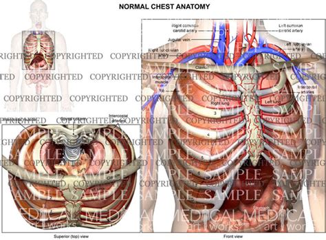 Internal Normal Anatomy Of The Chest In Two Views — Medical Art Works