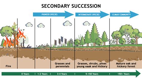 Ecological Succession Definition Types Characteristics Causes