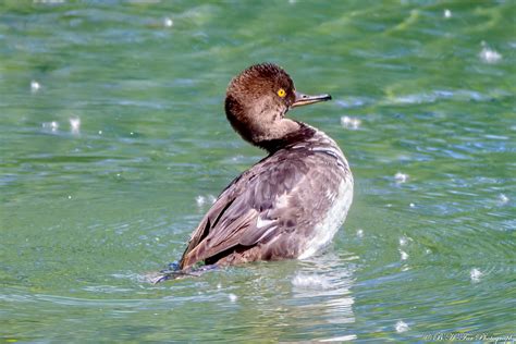 20200703 Hooded Merganser Immature A Juvenile Hooded Mer Flickr