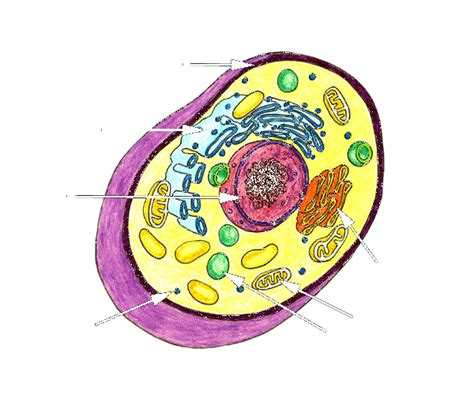 An Annotated Diagram Of A Human Cell