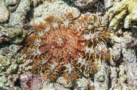 Crown Of Thorns Starfish Stock Image C0293029 Science Photo Library