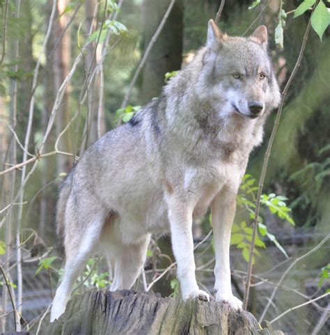 Idaho Proposes Wolf Hunting Seasons Wisconsin Says Us