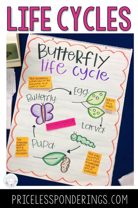 Teaching About Animal Life Cycles Check Out These Anchor Charts And