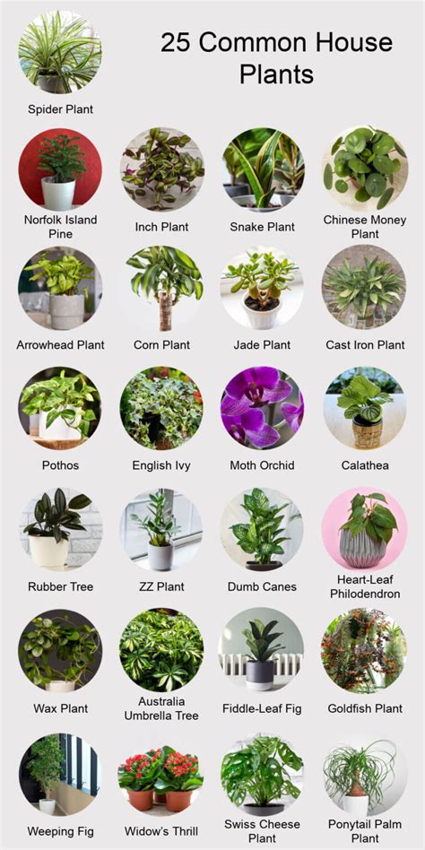 Common House Plants Classics And New Favorites Houseplant Central