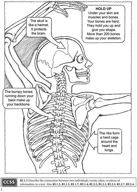 Skeletal Coloring Book Coloring And Drawing MSChubert Designs