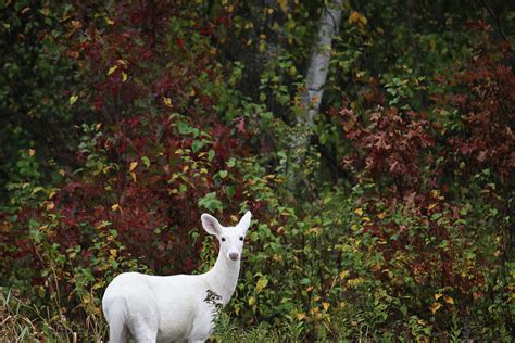 White Deer Photograph By Brook Burling Fine Art America