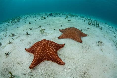 Biggest Starfish In The World