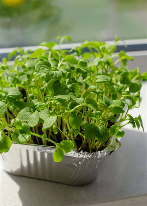The Best Microgreens To Grow And How To Grow Microgreens At Home