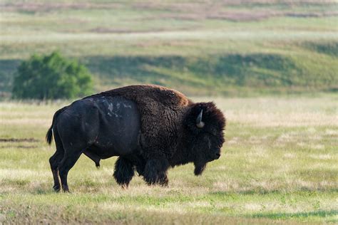 American Bison Buffalo Wind Cave Photograph By Mark Newman Fine Art