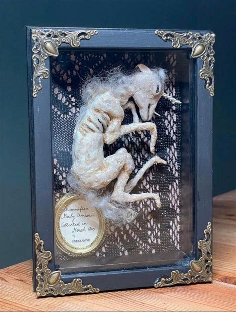 Mummified Infant Unicorn In Glazed Display Case Ovis Catawiki
