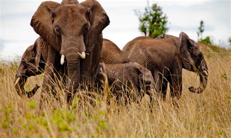 Tracking Elephants In Kenya To Prevent Human Wildlife
