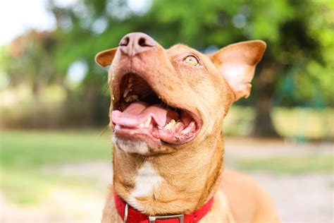 Red Nose Pitbull 5 Facts To Know Before Buying Syndication Cloud