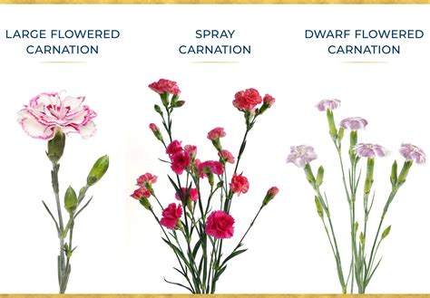 A Guide To Growing Carnations Growing Carnations
