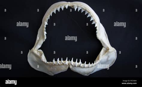 Shark Skeleton High Resolution Stock Photography And Images Alamy