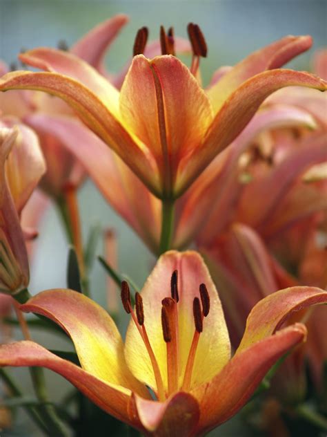 Lilium (members of which are true lilies) is a genus of herbaceous flowering plants growing from bulbs, all with large prominent flowers. Pictures of Different Types of Lilies That'll Simply ...