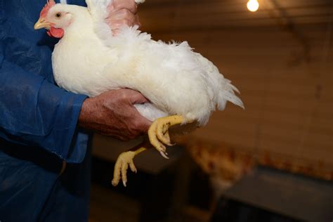 Fleshing Important In Optimal Broiler Breeding Poultry World
