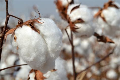 Year of Natural Fibers Series - February: Cotton - Awbury Arboretum