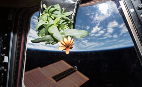 First Space Zinnia Blooms And Catches Suns Rays On Space Station