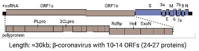 A covid‑19 vaccine is a vaccine intended to provide acquired immunity against severe acute respiratory syndrome coronavirus 2 (sars‑cov‑2), the virus causing coronavirus disease 2019 (covid‑19). COVID-19. Part I: Virus, Virology and Vaccines - EMOttawa