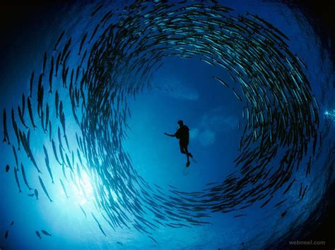 25 Incredible Award Winning Underwater Photography Examples