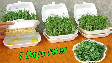 How To Grow Pea Shoots Without Soil Plant Pea In Styrofoam Box For