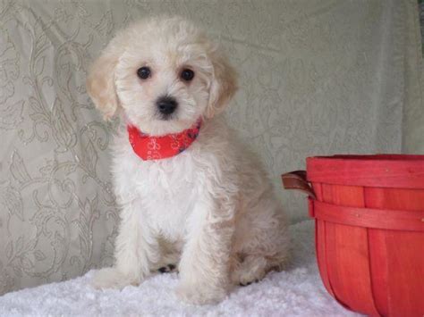 Cute Maltipoo Maltesepoodle Puppies 10 Weeks Old For Sale In Hayward