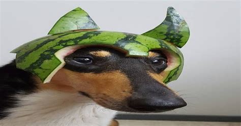 Psbattle Dog Wearing A Watermelon Helmet Photoshopbattles