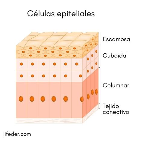 Células Epiteliales Qué Son Características Estructura Tipos