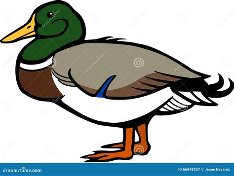 Mallard Duck Head And Upper Body Bundle Cartoon Vector CartoonDealer