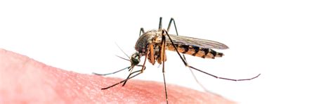 Why Are Some People Tastier To Mosquitoes Than Others Pfizer