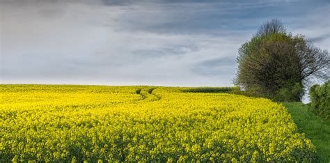 Yellow Rapeseed Flower Field Near Tree Under White Cloud Blue Sky Hd