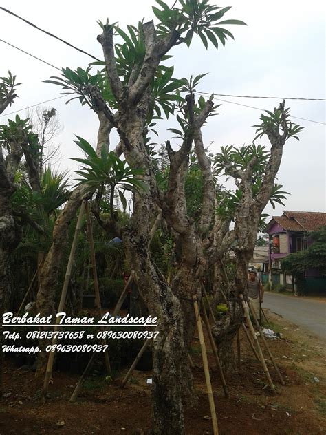 Berbakat Taman Landscape The Best Garden Maker | MELAYANI : TUKANG