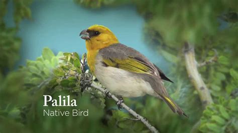 5 Facts About The Mysterious Palila Bird Nyk Daily