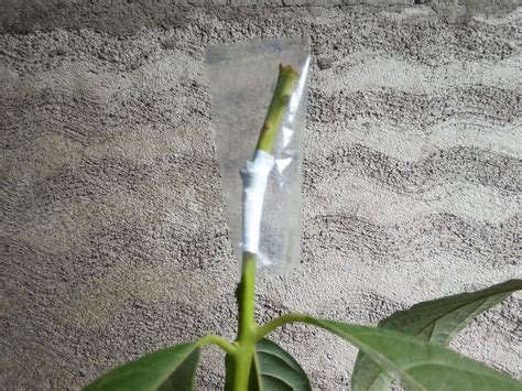 Maybe you would like to learn more about one of these? Grafting an Avocado - Success with Cleft Graft | ronangelo