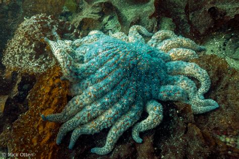 Micks Marine Biology Sunflower Star An Amalgam Of Superlatives Part 2