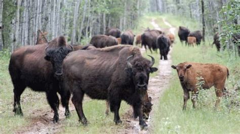 Your trip begins in buffalo, new york. Bison continue to elude Yukon hunters - North - CBC News