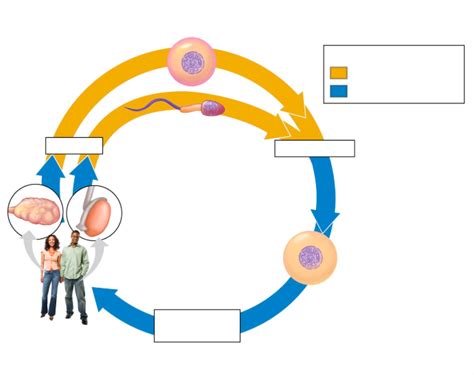 The multiple arrows represent the fact that many chemical reactions take place during the overall process of cellular respiration Balanced Chemical Equation For Cellular Respiration Quizlet - Tessshebaylo