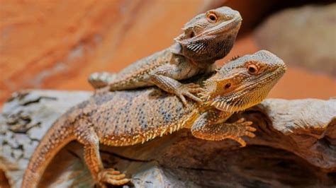 How To Tell The Sex Of A Bearded Dragon The Answer