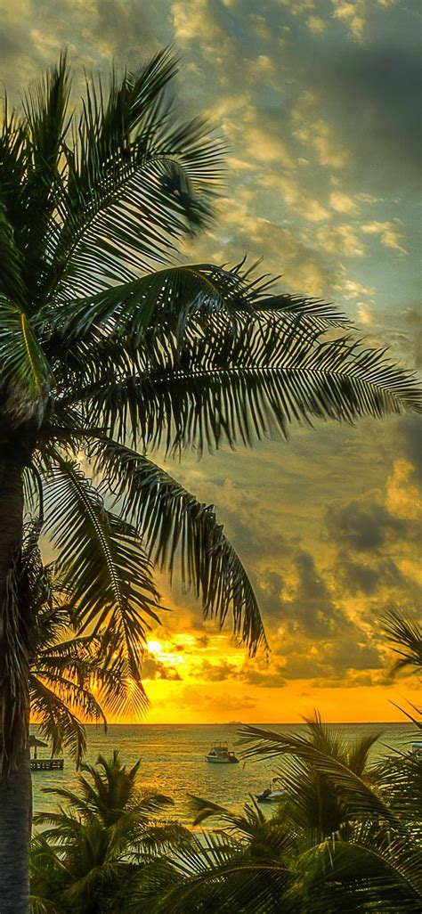 1125x2436 Maldives Palms Trees Iphone Xsiphone 10iphone X Wallpaper