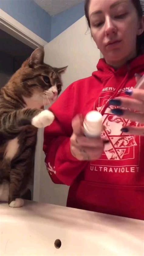 Kitty Wants The Same Night Time Routine As Her Hooman Funny Animal