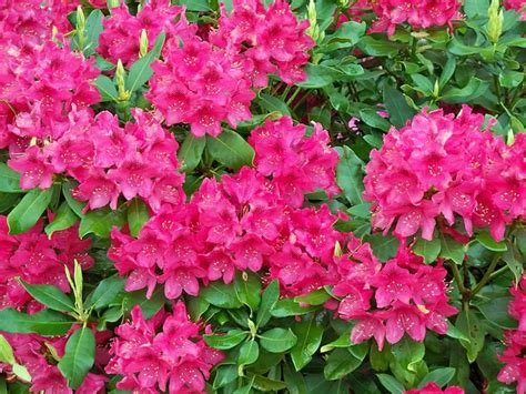 The expo promotes horticultural education. West Virginia's state flower, Rhododendrons - Best Seen La ...