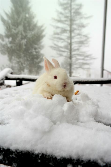 Free Images Snow Winter Rabbits And Hares Domestic Rabbit