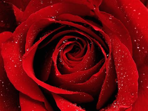 วอลเปเปอร์ 1600x1200 Px น้ำค้าง แมโคร ดอกไม้สีแดง ดอกกุหลาบ หยด