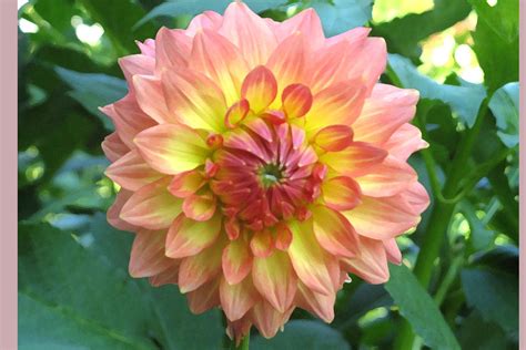 Peach Yellow Dahlia Dahlia Flowers Floral