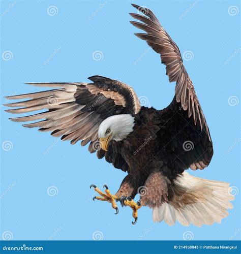 Bald Eagle Landing Swoop Attack Hand Draw And Paint On Blue Sky