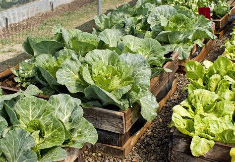 A raised garden bed is an enclosed bed construction, a large container, that usually sits above the ground and is packed with soil. How to Make a Raised Bed Using Pallets | Kellogg Garden ...